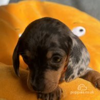 Dachshund (Standard & Miniature) - Both