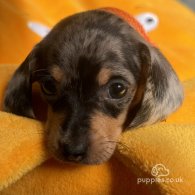 Dachshund (Standard & Miniature) - Both