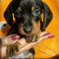 Dachshund (Standard & Miniature) - Both