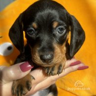 Dachshund (Standard & Miniature) - Both