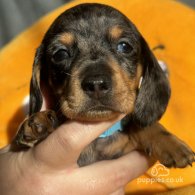 Dachshund (Standard & Miniature) - Both