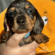 Dachshund (Standard & Miniature) - Both