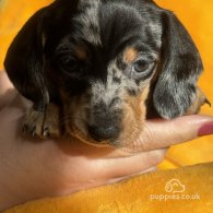 Dachshund (Standard & Miniature) - Both