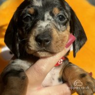 Dachshund (Standard & Miniature) - Both