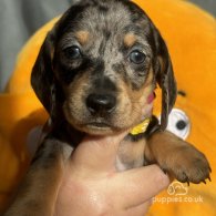 Dachshund (Standard & Miniature) - Both