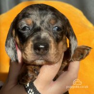 Dachshund (Standard & Miniature) - Both