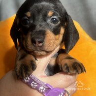 Dachshund (Standard & Miniature) - Both