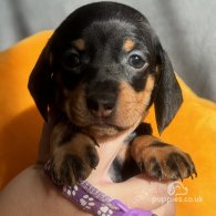 Dachshund (Standard & Miniature) - Both