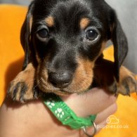 Dachshund (Standard & Miniature) - Both