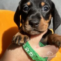 Dachshund (Standard & Miniature) - Both