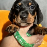 Dachshund (Standard & Miniature) - Both