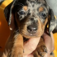 Dachshund (Standard & Miniature) - Both