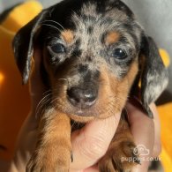 Dachshund (Standard & Miniature) - Both