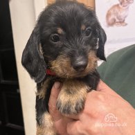 Dachshund (Standard & Miniature) - Both