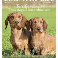 Dachshund (Standard & Miniature) - Both