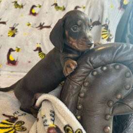 Dachshund (Standard &amp; Miniature) - Both