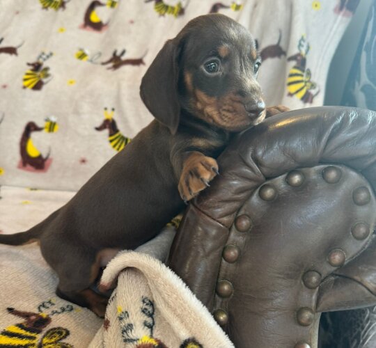 Dachshund (Standard &amp; Miniature)