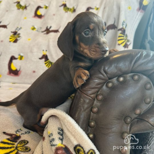 Dachshund (Standard & Miniature) - Both