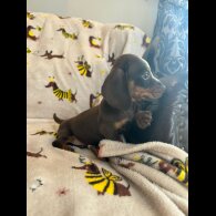 Dachshund (Standard &amp; Miniature) - Both