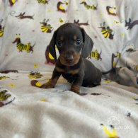 Dachshund (Standard & Miniature) - Both