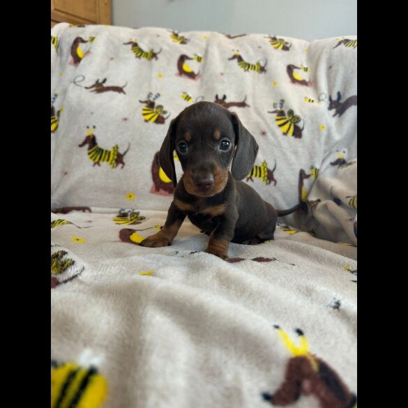 Dachshund (Standard &amp; Miniature) - Both