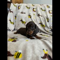 Dachshund (Standard &amp; Miniature) - Both