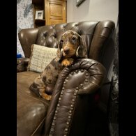 Dachshund (Standard &amp; Miniature) - Both