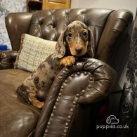 Dachshund (Standard & Miniature) - Both