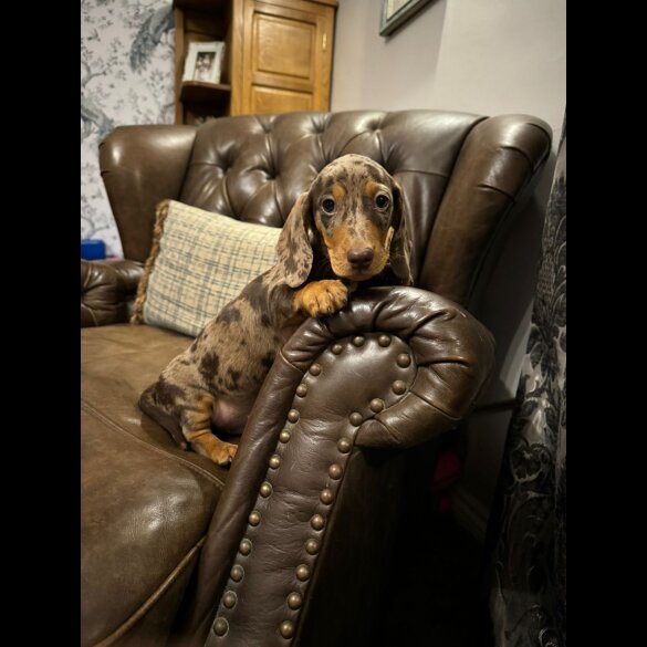 Dachshund (Standard &amp; Miniature) - Both