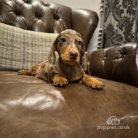 Dachshund (Standard & Miniature) - Both