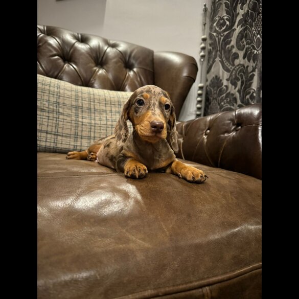 Dachshund (Standard &amp; Miniature) - Both