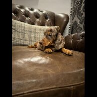 Dachshund (Standard &amp; Miniature) - Both