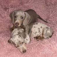 Dachshund (Standard & Miniature) - Both