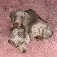 Dachshund (Standard &amp; Miniature) - Both