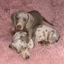 Dachshund (Standard &amp; Miniature) - Both