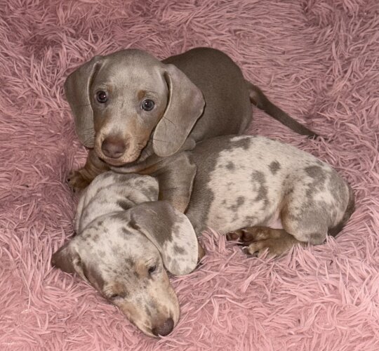 Dachshund (Standard &amp; Miniature)