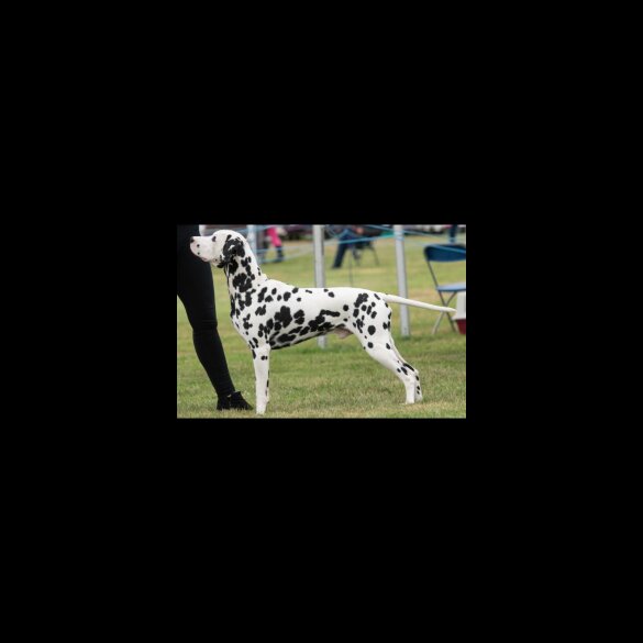 Dalmatian - Both