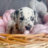 Dalmatian - Both