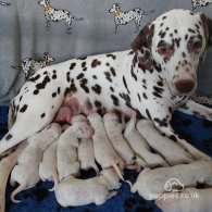 Dalmatian - Both