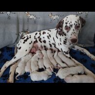 Dalmatian - Both