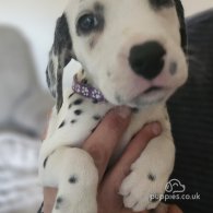 Dalmatian - Both