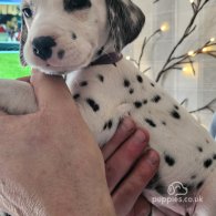 Dalmatian - Both