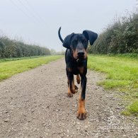 Doberman - Both