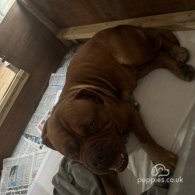 Dogue De Bordeaux - Dogs