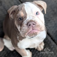 English Bulldog - Both