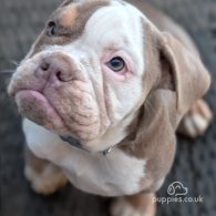 English Bulldog - Both