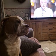 English Bulldog - Dogs