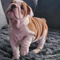 English Bulldog - Both