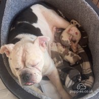 English Bulldog - Both