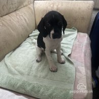 English Springer Spaniel - Both